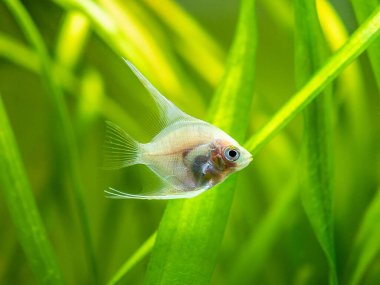 Platin Melek Balığı (Pterophyllum scalare) bulanık arka planı olan akvaryum balığının içinde yüzer.