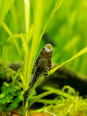 Suckermouth catfish ya da yaygın pleco (Hypostomus plecostomus) akvaryum camında bulanık arka planda yemek