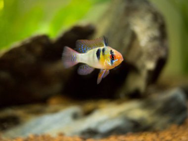 Bir akvaryum içinde ram cichlid (Mikrogeophagus ramirezi)