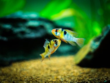 Akvaryumda bir çift ram cichlid (Mikrogeophagus ramirezi)