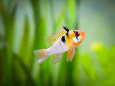 Bir akvaryum içinde ram cichlid (Mikrogeophagus ramirezi)