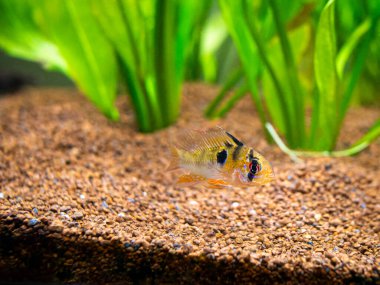 Ram cichlid (Mikrogeophagus ramirezi) bulanık arka planlı bir akvaryumda