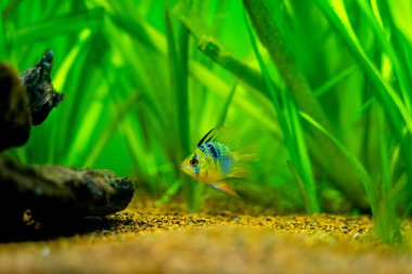 Mavi Balon Ram (Microgeophagus ramirezi) bulanık arka planlı bir akvaryumda izole edilmiş.