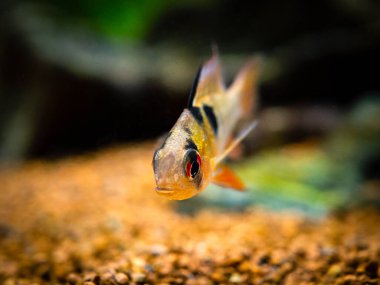 Bir akvaryumun içinde bir ram cichlid 'in (Mikrogeophagus ramirezi) makrosu kapanıyor