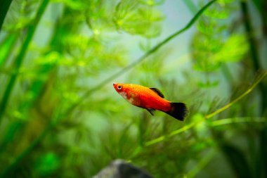 Kırmızı Wagtail Platy (Xiphophorus maculatus) bir akvaryumda