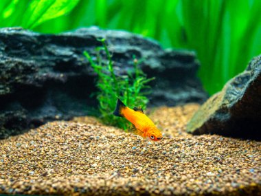 Kırmızı Wagtail Platy (Xiphophorus maculatus) bulanık arka planlı bir akvaryumda