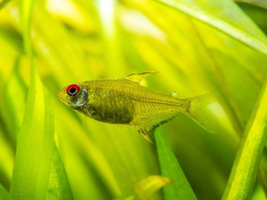 Bir limon tetrasının (Hyphessobrycon pulchripinnis) bulanık arka planı olan bir akvaryumda makro yakın plan