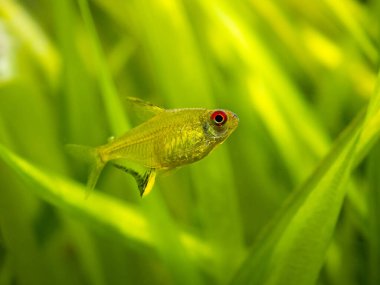 lemon tetra (Hyphessobrycon pulchripinnis ) isolated in a fish tank with blurred background