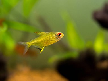 bir akvaryumda limon tetrası (Hyphessobrycon pulchripinnis)