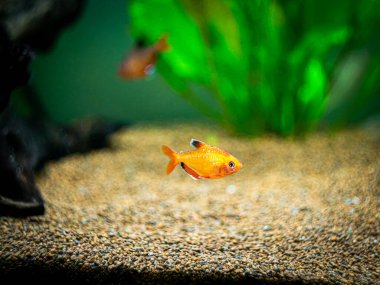 Bir akvaryumda tetra serpae (Hyphessobrycon eşittir)