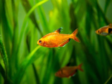 Tetra serpae (Hyphessobrycon denklemleri) bulanık arka planı olan bir akvaryumda