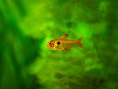 Tetra serpae (Hyphessobrycon denklemleri) bulanık arka planı olan bir akvaryumda