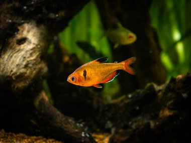 Tetra serpae (Hyphessobrycon denklemleri) bulanık arka planı olan bir akvaryumda