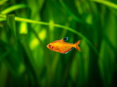 Tetra serpae (Hyphessobrycon denklemleri) bulanık arka planı olan bir akvaryumda