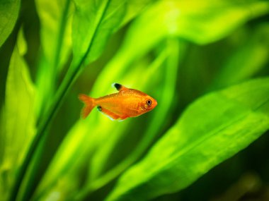 Tetra serpae (Hyphessobrycon denklemleri) bulanık arka planı olan bir akvaryumda