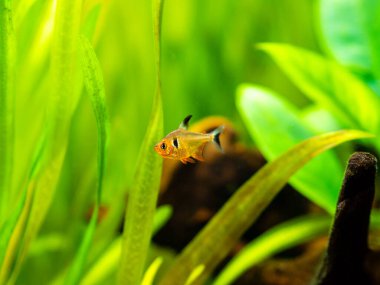Tetra serpae (Hyphessobrycon denklemleri) bulanık arka planı olan bir akvaryumda