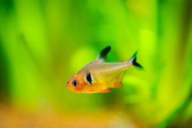 Tetra serpae (Hyphessobrycon denklemleri) makrosu bulanık arkaplan ile bir akvaryuma yakın