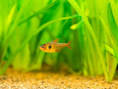 Tetra serpae (Hyphessobrycon denklemleri) bulanık arka planlı bir akvaryumda izole edilmiş.