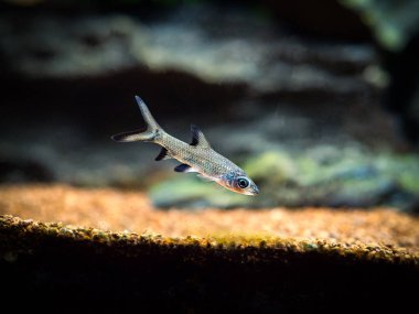 Bala köpekbalığı veya gümüş köpekbalığı (Balantiocheilus melanopterus) bulanık fırınlı bir akvaryumda izole edilmiş.