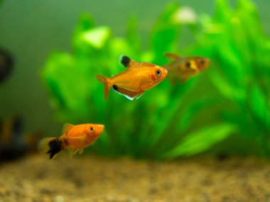 Bir akvaryumda tetra serpae (Hyphessobrycon eşittir)