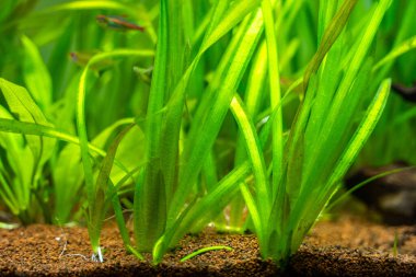 Vallisneria dev çay tatlı su bitkileri bulanık arka planlı bir akvaryumda