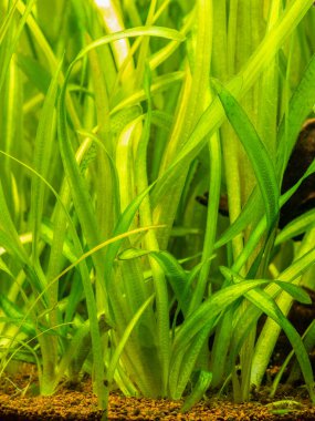 Vallisneria dev çay tatlı su bitkileri bulanık arka planlı bir akvaryumda