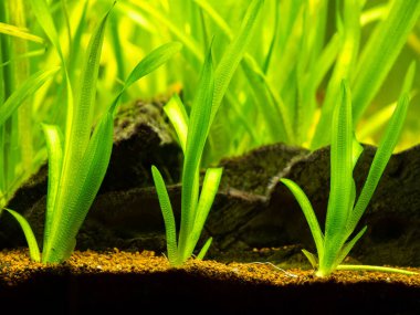 Vallisneria gigantea freshwater aquatic plants in a fish tank with blurred background clipart