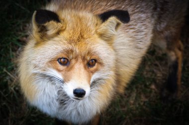 Kızıl Tilki (Vulpes vulpes portresi)