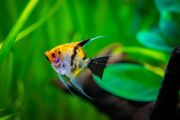 Koi Angelfish Pterophyllum Scalare Isolated Tank Fish Blurred Background — Stock Photo, Image