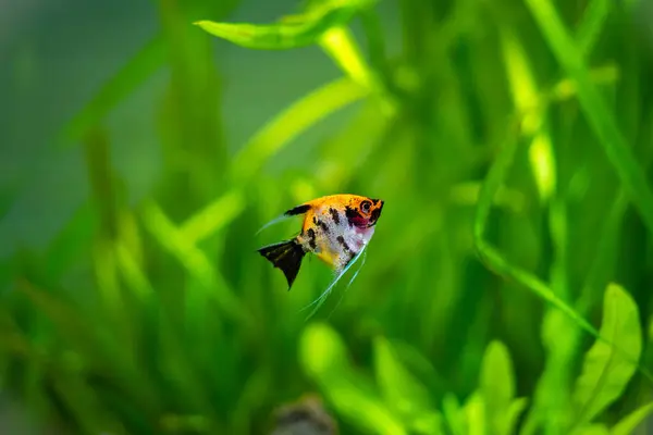 Koi Angelfish Pterophyllum Scalare Isolared Tank Fish Blurred Background — Stock Photo, Image