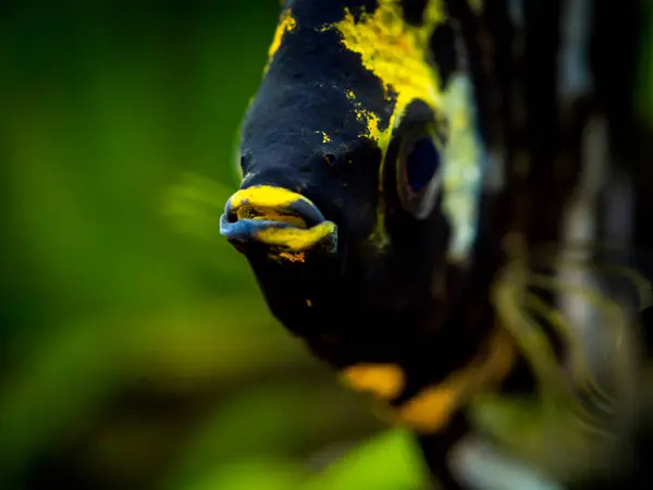 Macro Close Black White Angel Fish Fish Tank Blurred Background — Stock Photo, Image