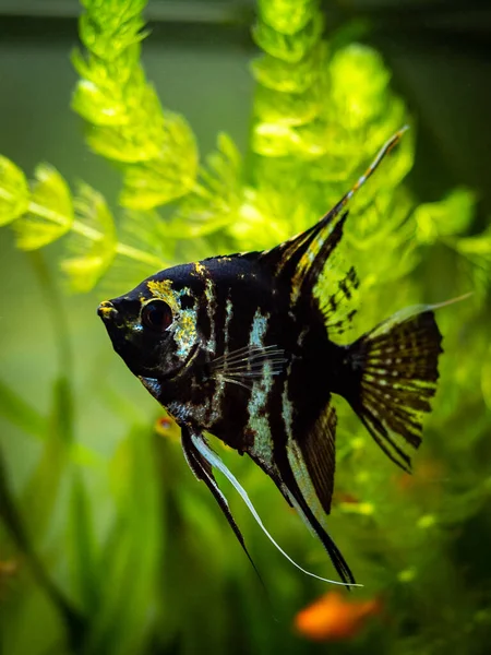 Black White Angel Fish Fish Tank Blurred Background — Stock Photo, Image