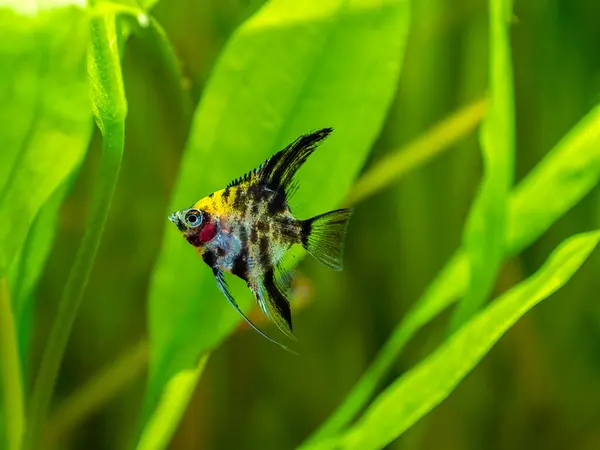 Angel Fish Koi Panda Yellow Head Tank Fish Blurred Background — Stock Photo, Image