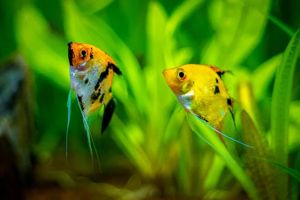 Couple Angelfishes Pterophyllum Scalare Isolated Tank Fish Blurred Background — Stock Photo, Image