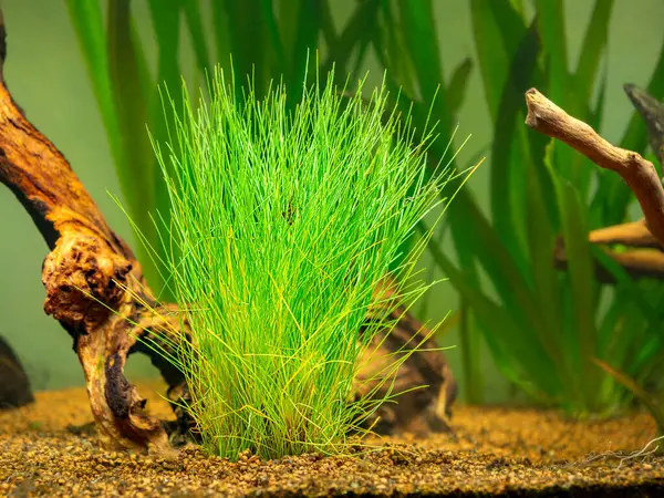 stock image Selective focus of a dwarf spikerush (Eleocharis parvula) isolated on a fish tank with blurred background - also known as small spikerush and hairgrass