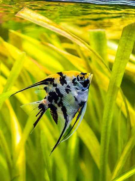 Marble Angelfish Pterophyllum Scalare Isolated Tank Fish Blurred Background — Stock Photo, Image