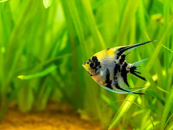 Marble Angelfish Pterophyllum Scalare Isolated Tank Fish Blurred Background — Stock Photo, Image
