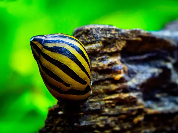 stock image spotted nerite snail (Neritina natalensis) eating on a rock in a fish tank