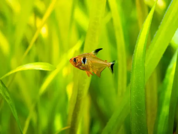 Red Phantom Tetra Hyphessobrycon Sweglesi Macro Close Fish Tank Blurred — Stock Photo, Image