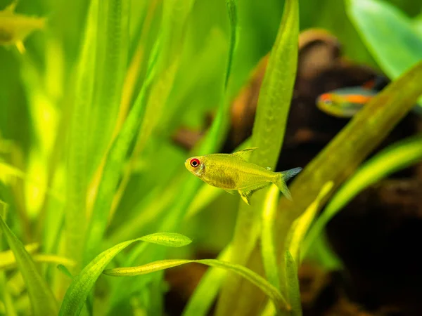 Lemon Tetra Hyphessobrycon Pulchripinnis Isolated Fish Tank Blurred Background — Stock Photo, Image