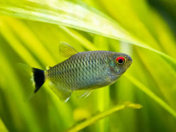 Redeye Tetra Moenkhausia Sanctaefilomenae Isolated Fish Tank Blurred Background — Stock Photo, Image