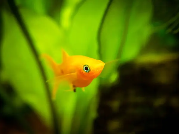 Yellow Molly Fish Poecilia Sphenops Close Fish Tank Blurred Background — Stock Photo, Image