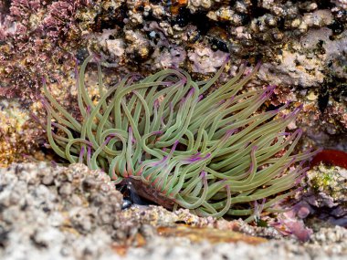 Snakelocks anemonu (Anemonia viridis) alçak gelgit sırasında bir kayanın üzerinde