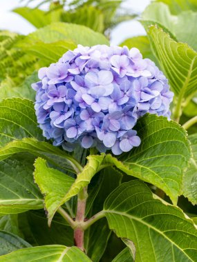 Mavi bir Hydrangea ya da hortensiya çiçeklerinin (Hydrangea Makrophylla) bulanık arkaplanının ayrıntıları