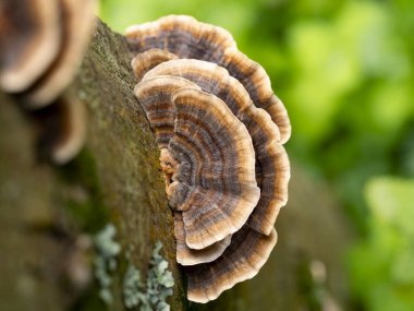 selective focus of a Coriolus versicolor or Polyporus versicolor (Trametes versicolor) on a trunk in the woods with blurred background clipart