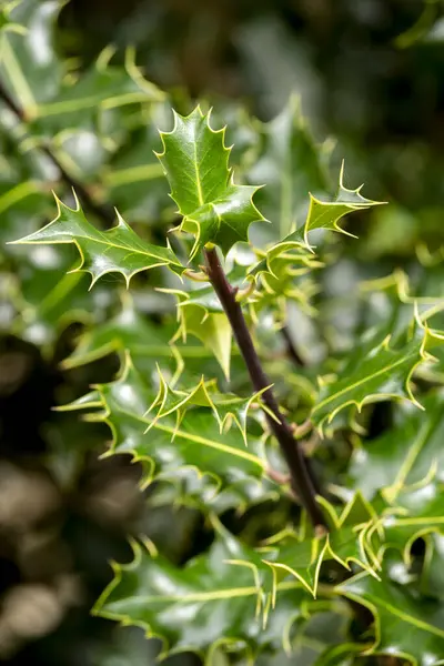 selective focus of common holly leafs (Ilex aquifolium) in a garden with blurred background