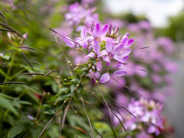 Pembe dikenli örümcek çiçeğinin seçici odak noktası (Cleome spinosa) bulanık arkaplanlı çiçekler
