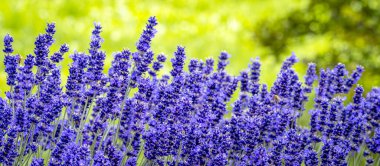 Lavandula angustifolia) bulanık arkaplanlı lavanta çiçeklerinin seçici odağı