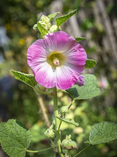 Common Hollyhock Alcea Rosea Flower Isolated Garden Blurred Background — Stock Photo, Image