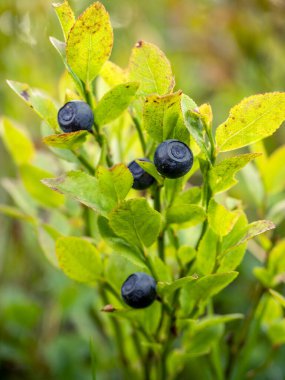 Bir yaban mersini bitkisindeki Avrupa böğürtleninin seçici odak noktası (Aşısyum myrtillus)